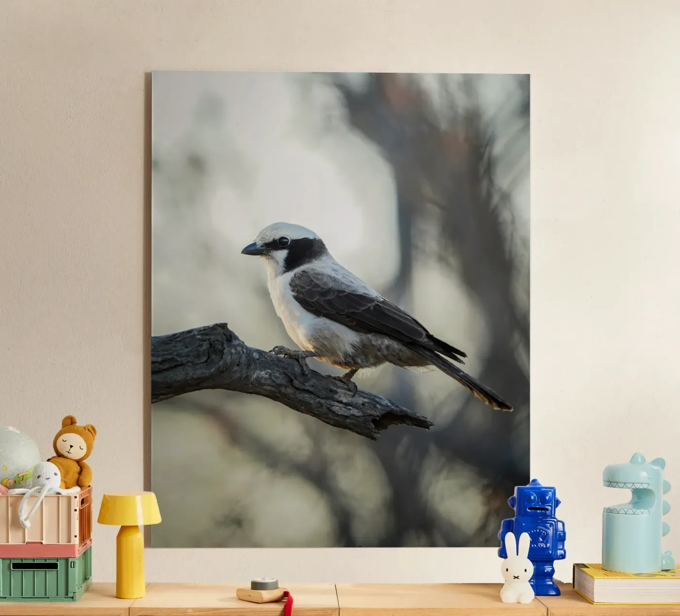 white-crowned shrike acrylic glass by Tom's Wildlife