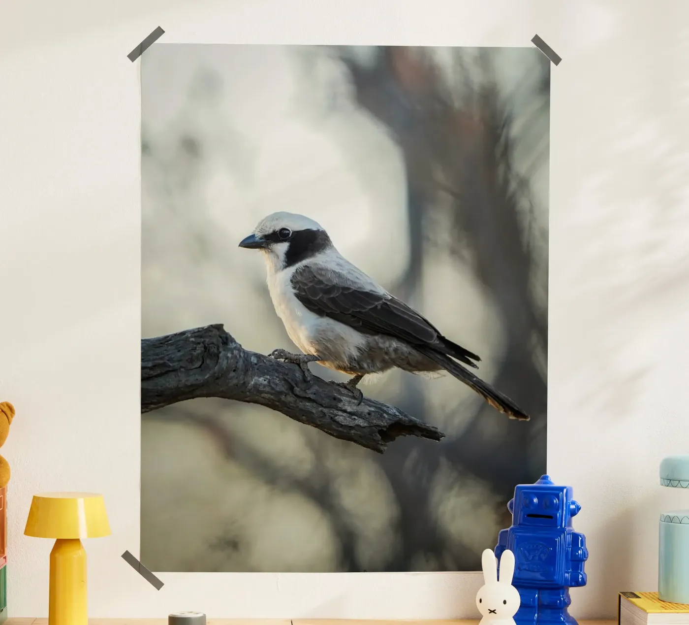 white-crowned shrike poster da Tom's Wildlife