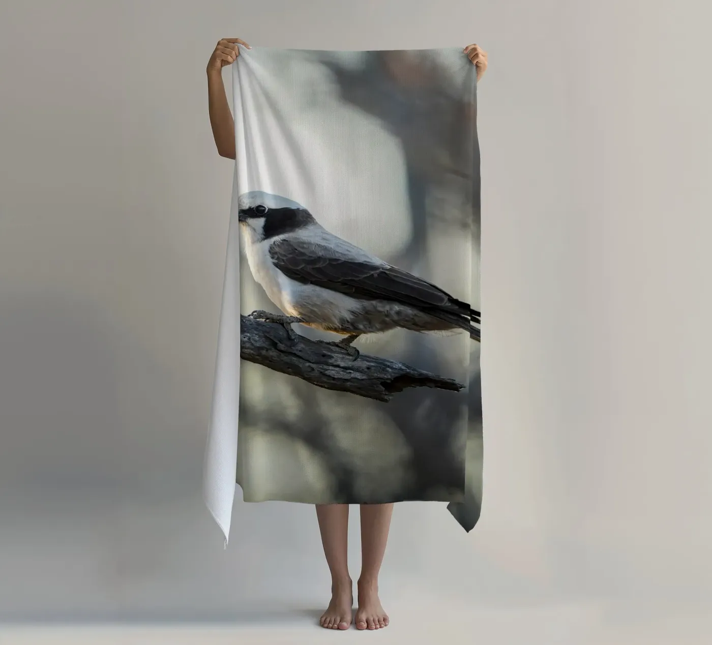 Averla bianca telo mare da Tom's Wildlife