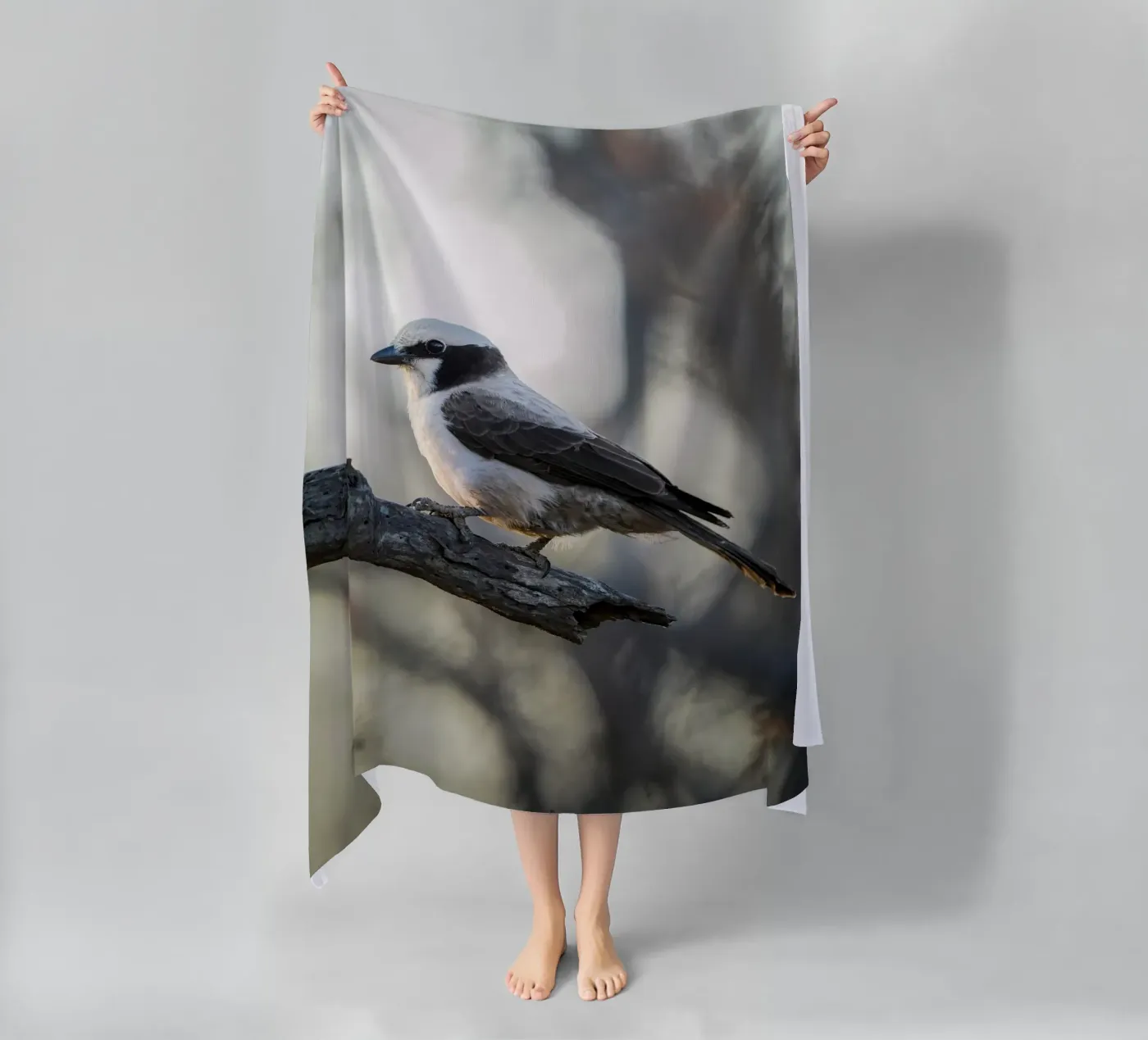 Averla bianca telo mare da Tom's Wildlife