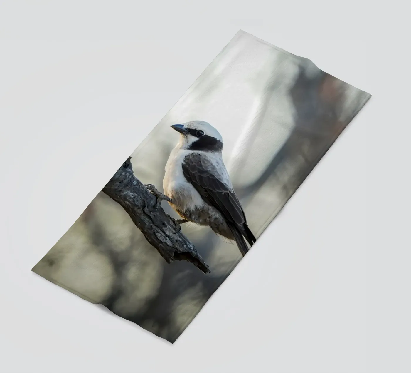 Averla bianca telo mare da Tom's Wildlife