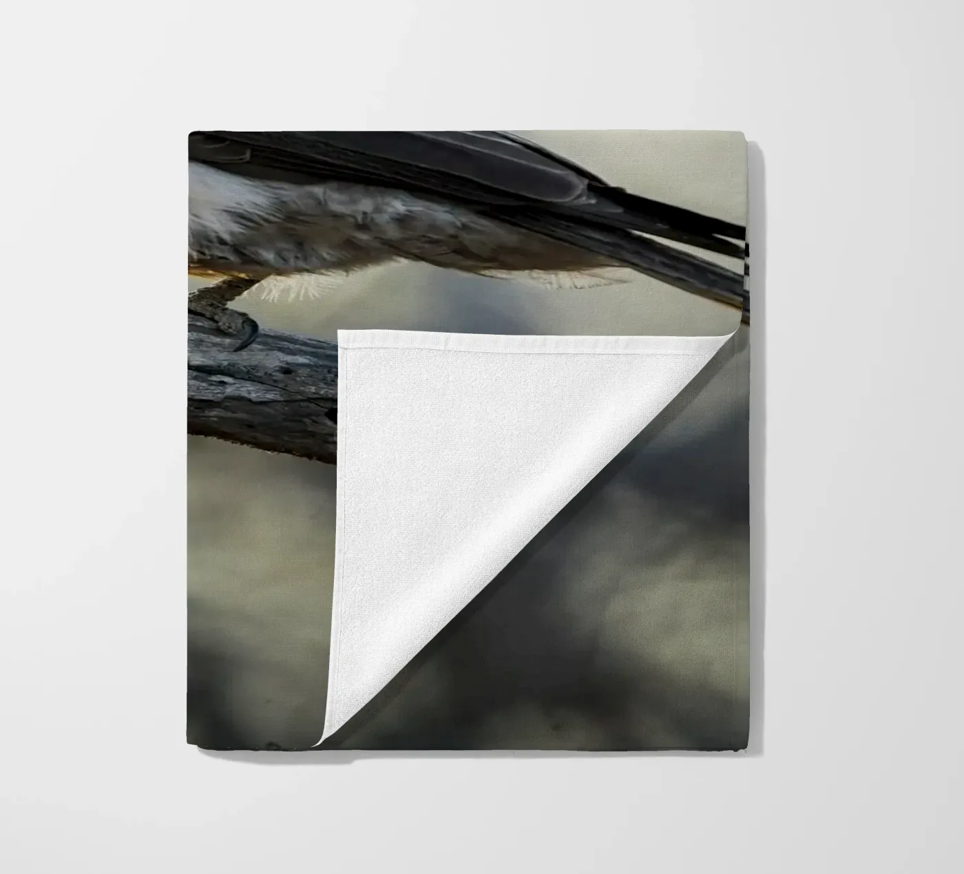 Averla bianca telo mare da Tom's Wildlife