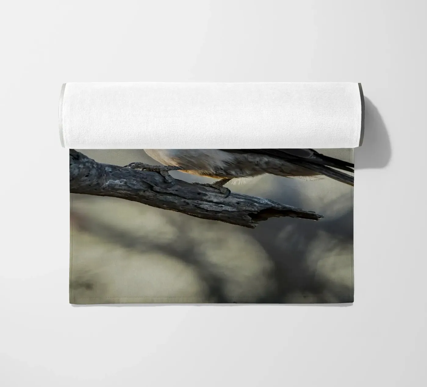 Averla bianca telo mare da Tom's Wildlife