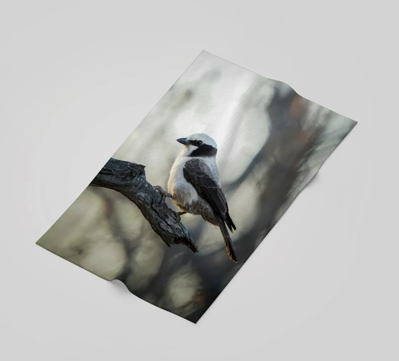 Averla bianca telo mare da Tom's Wildlife