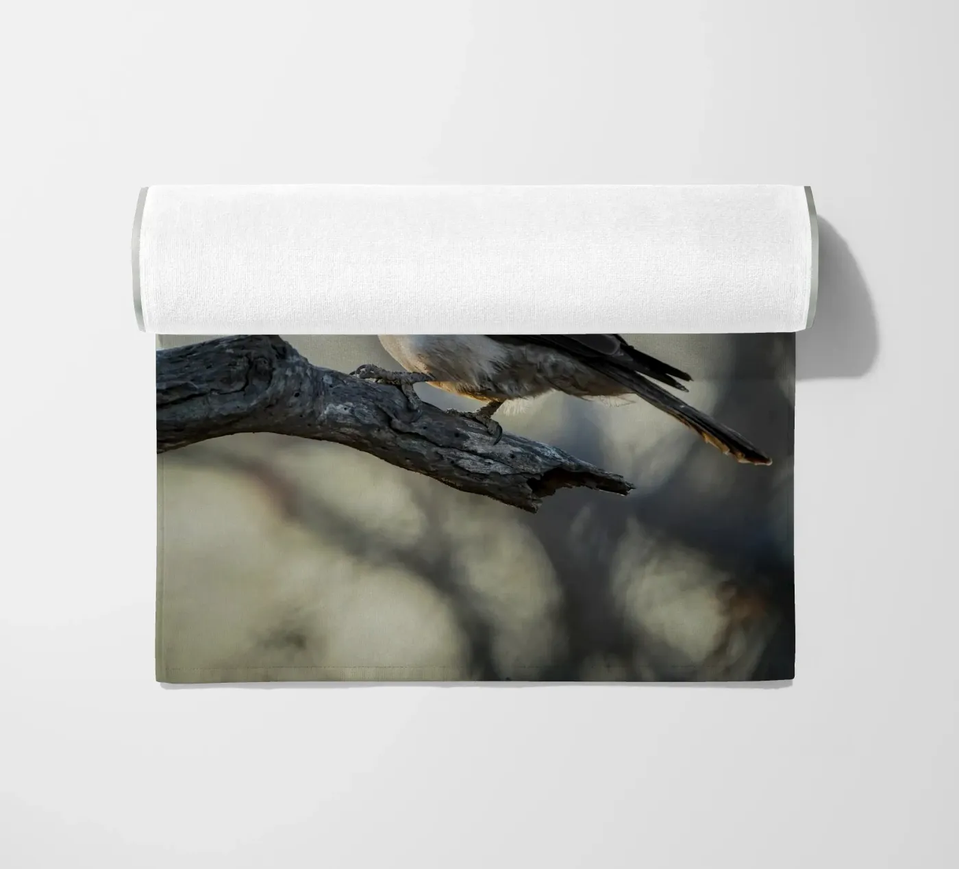 Averla bianca telo mare da Tom's Wildlife