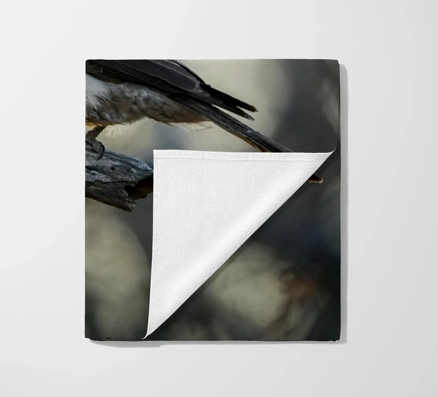 Averla bianca telo mare da Tom's Wildlife