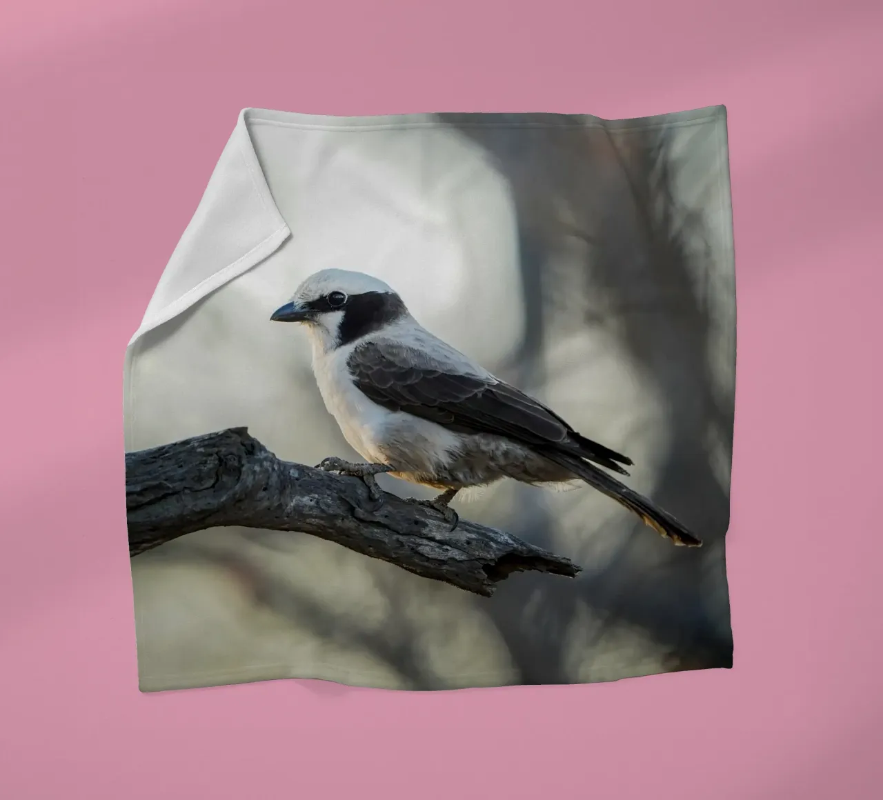 Averla bianca coperta in pile da Tom's Wildlife
