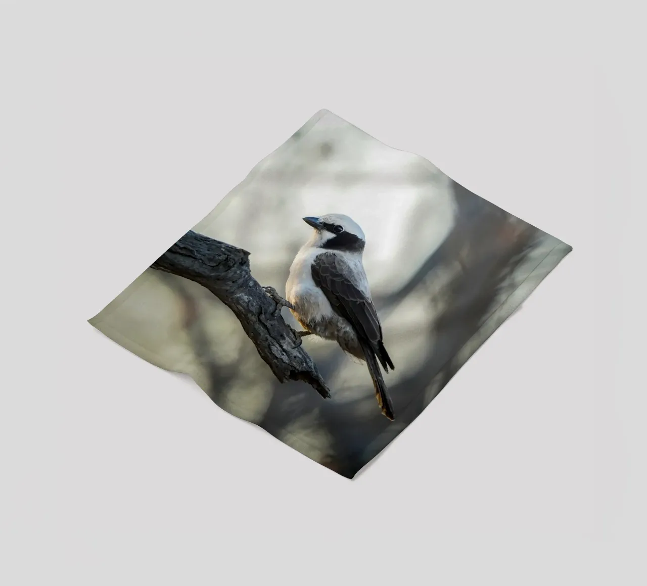 Averla bianca coperta in pile da Tom's Wildlife