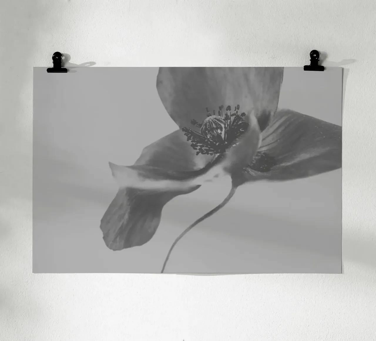 Fiori tenui poster da PhotoVibe Decor