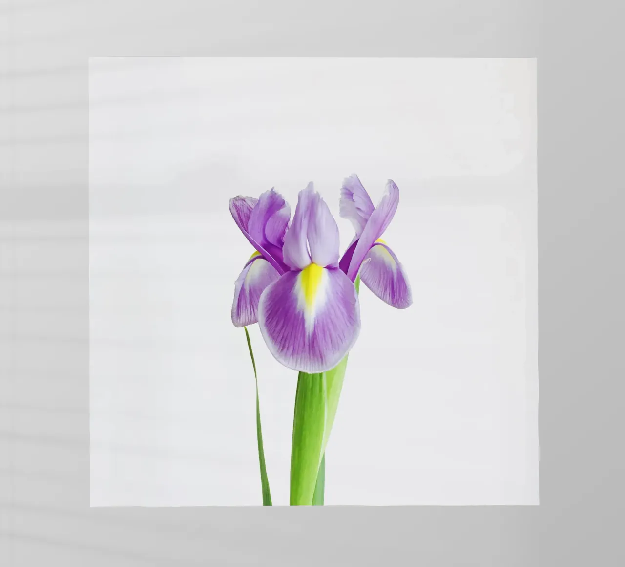 Iris pellicola backlit da Cassia Beck Photography