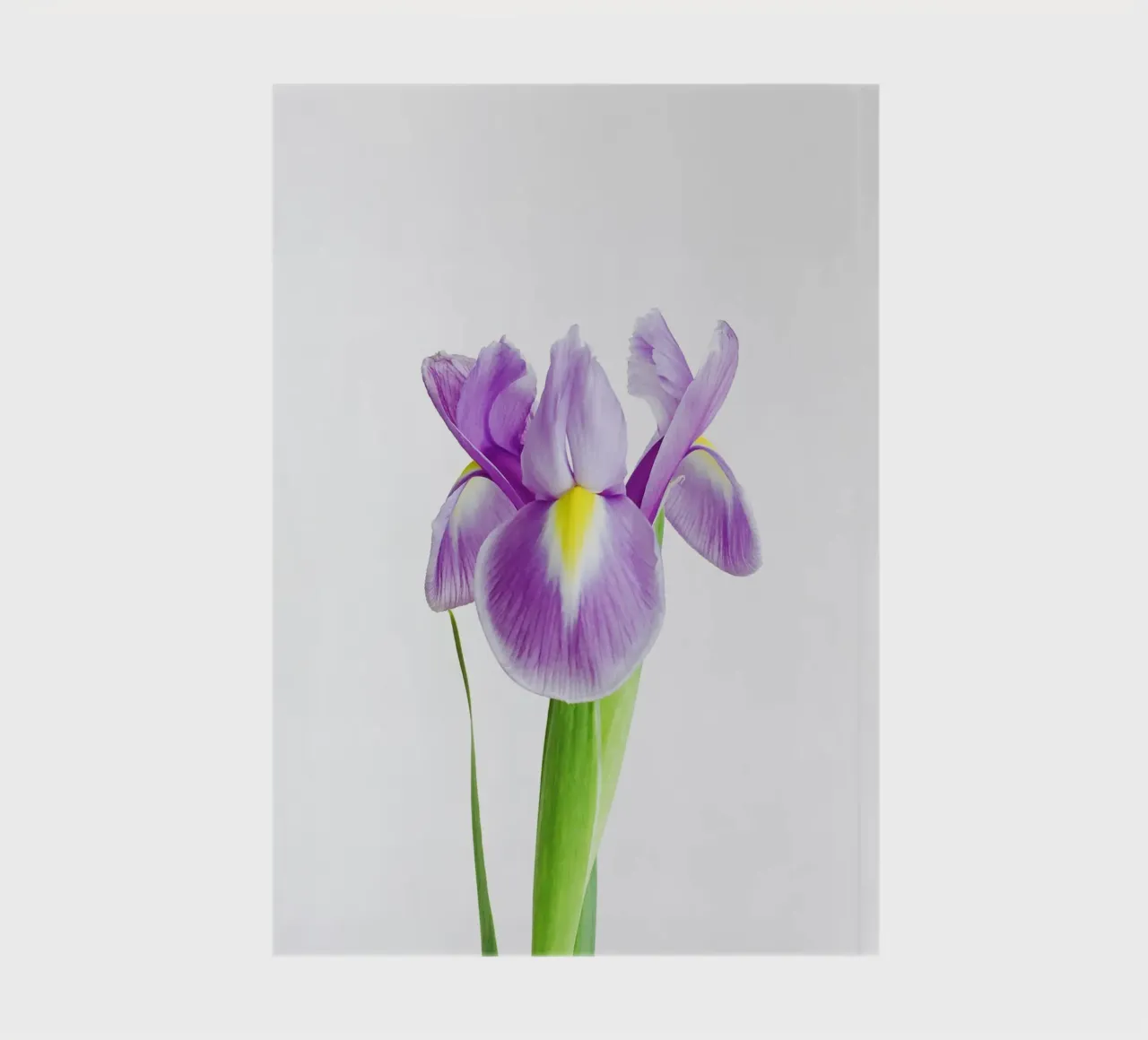 Iris notebook by Cassia Beck Photography