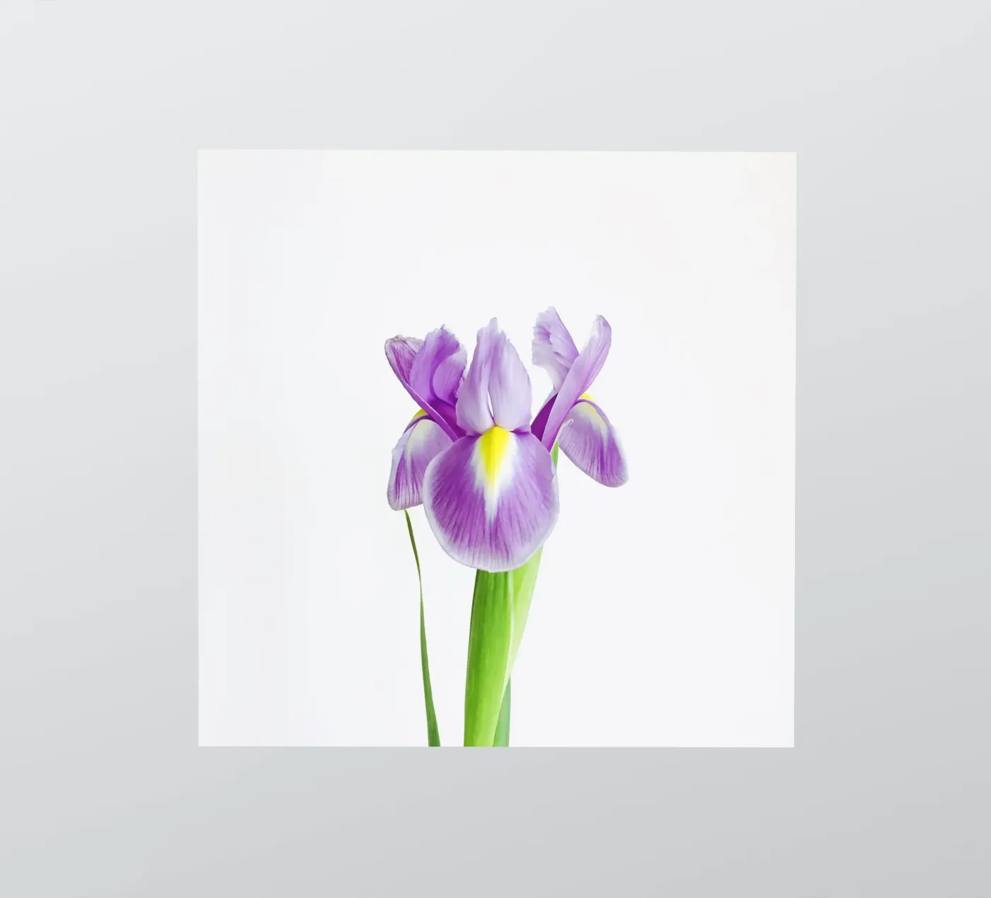 Iris adesivo da Cassia Beck Photography