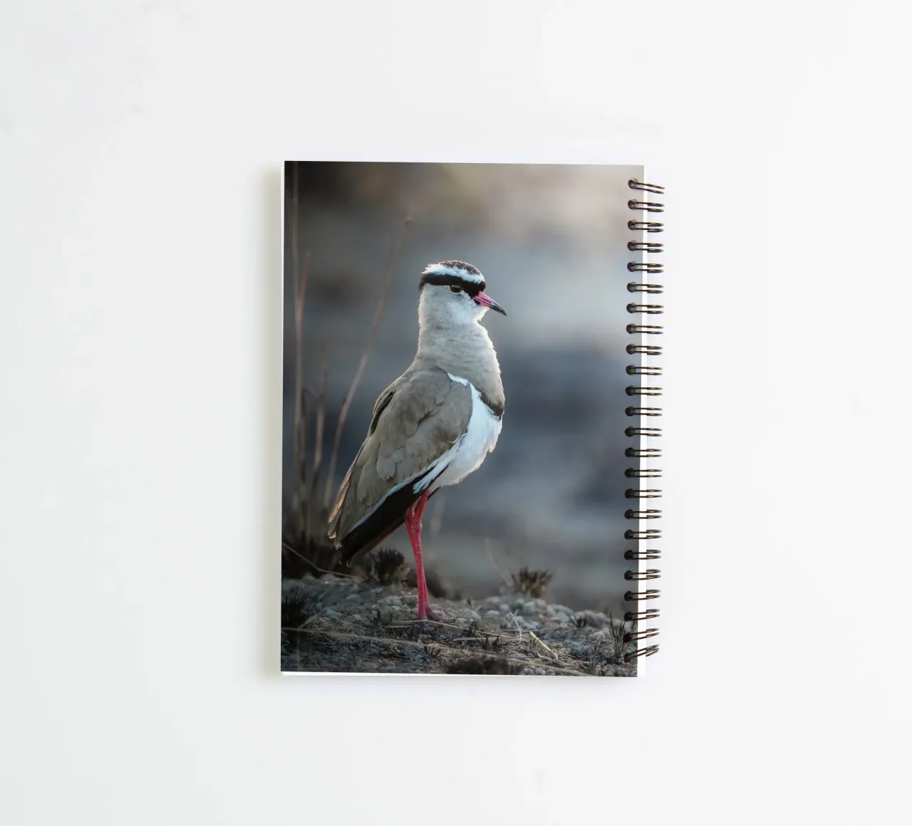 Kievit spiral notebook by Tom's Wildlife