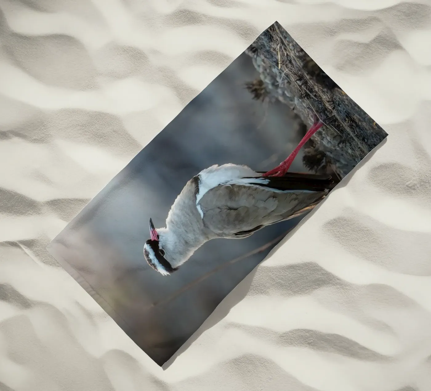 Kievit telo mare da Tom's Wildlife