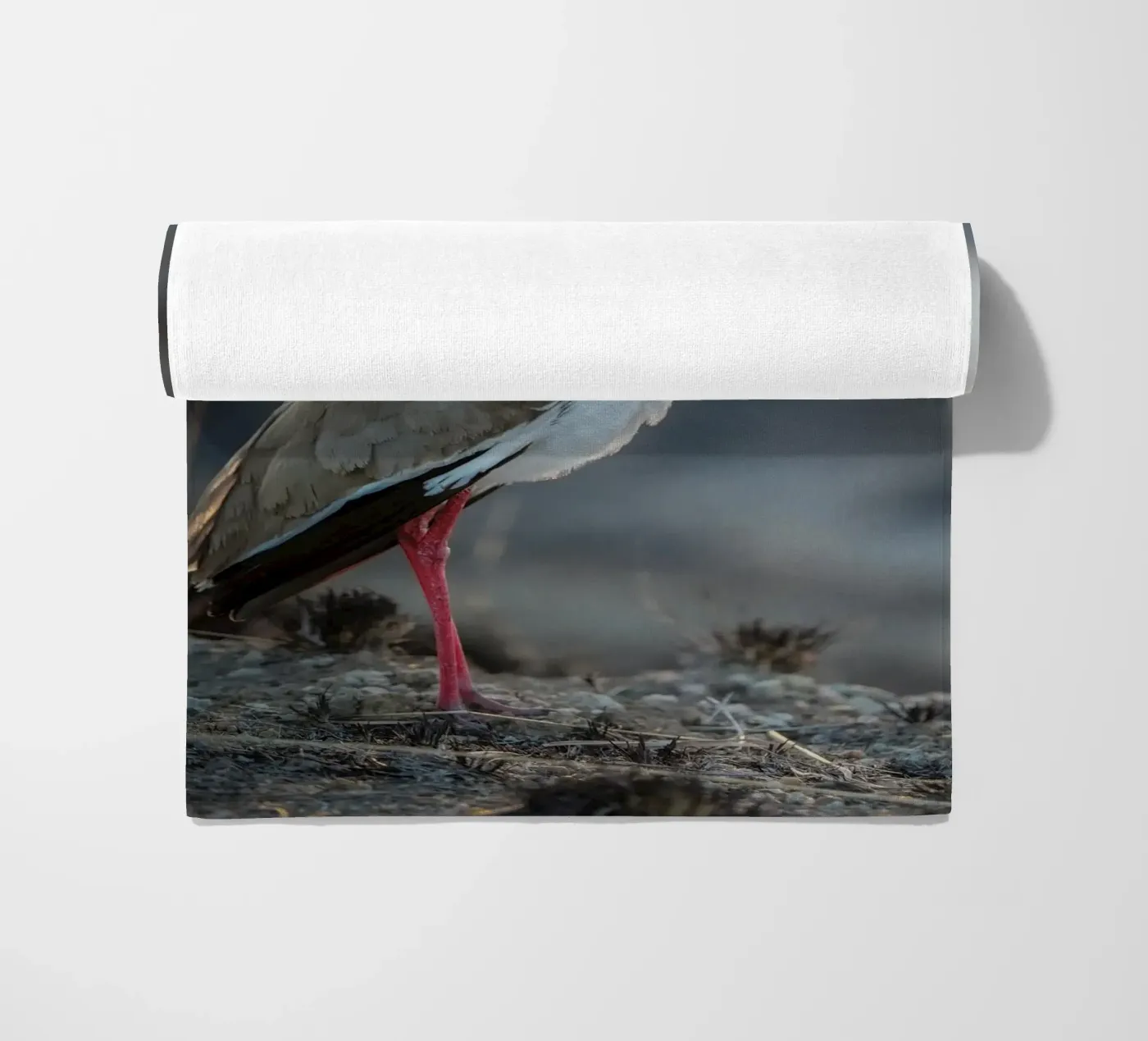 Kievit telo mare da Tom's Wildlife