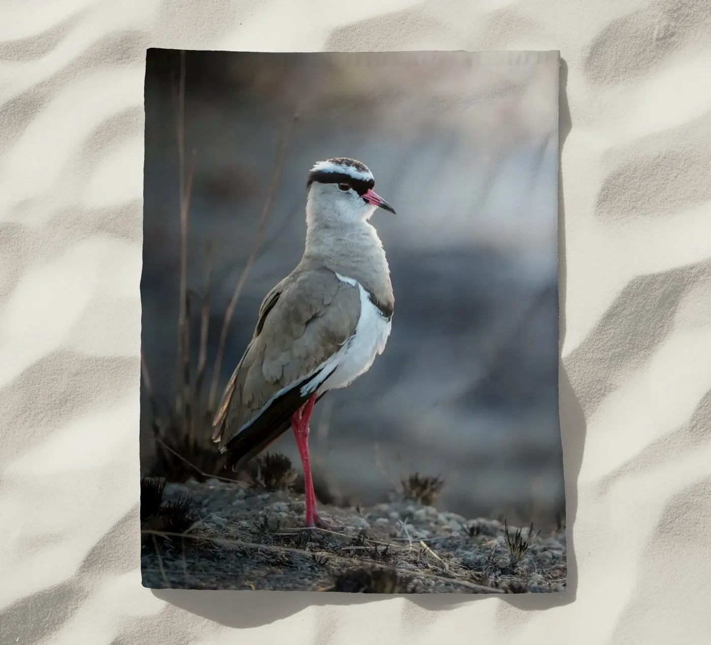 Kievit telo mare da Tom's Wildlife