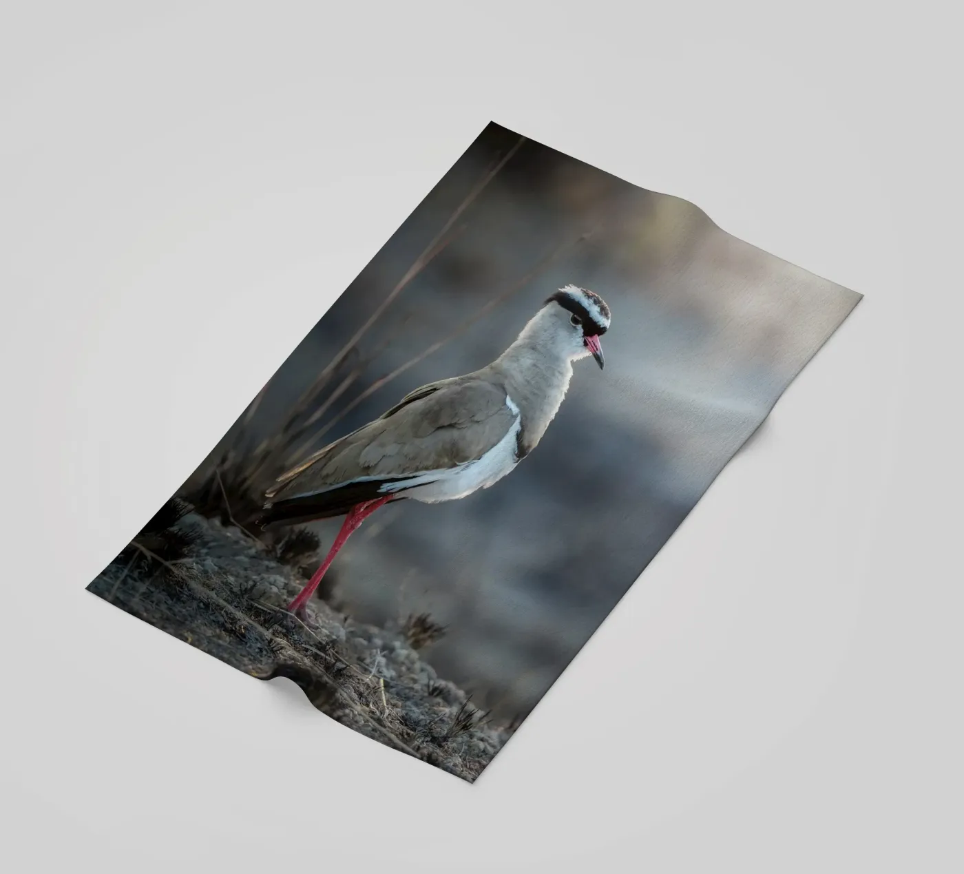 Kievit telo mare da Tom's Wildlife