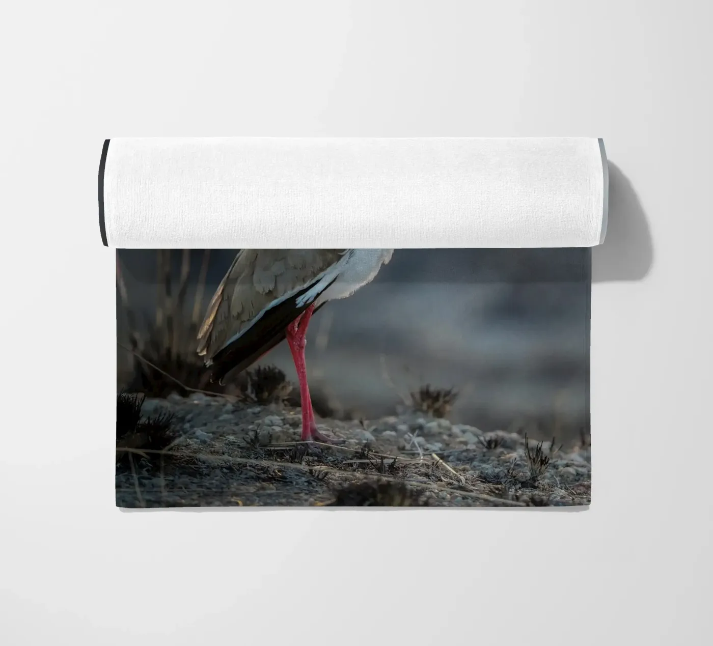 Kievit telo mare da Tom's Wildlife