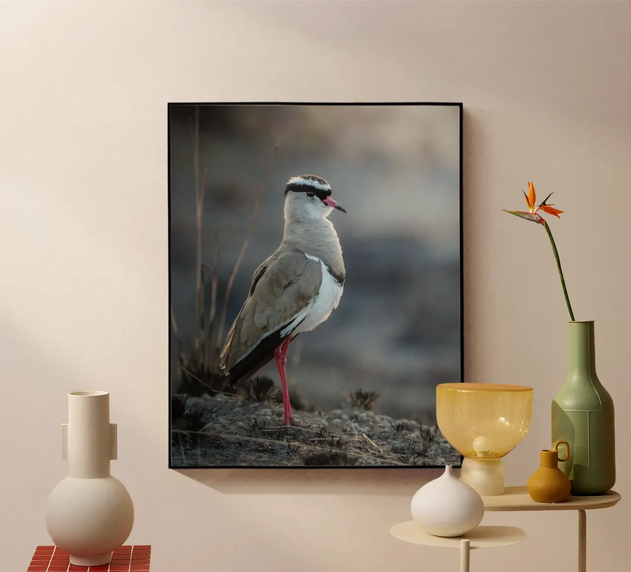 Kievit plexiglass da Tom's Wildlife