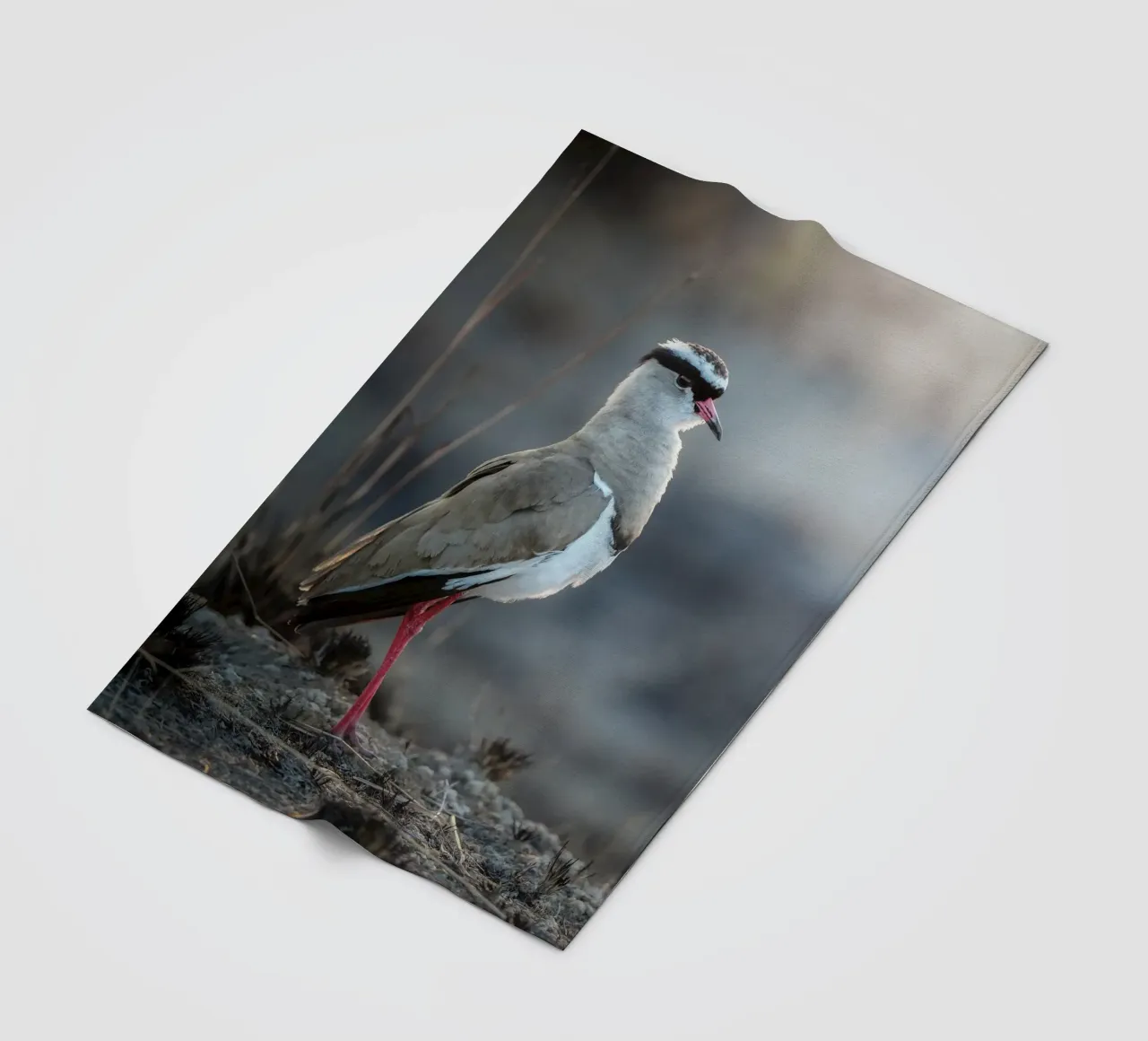 Kievit coperta in pile da Tom's Wildlife
