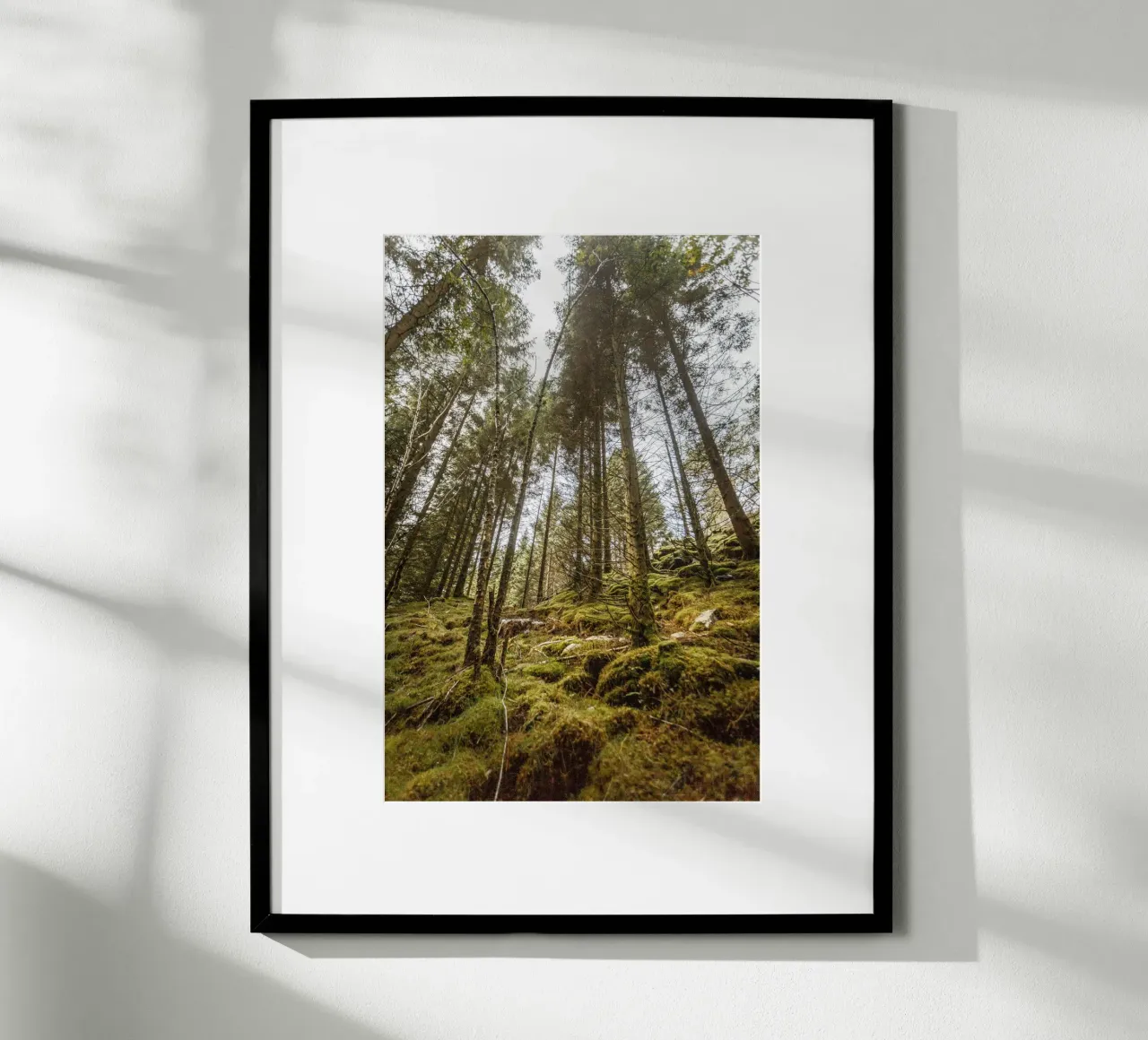 Bosco silenzioso carta hahnemühle da PhotoVibe Decor