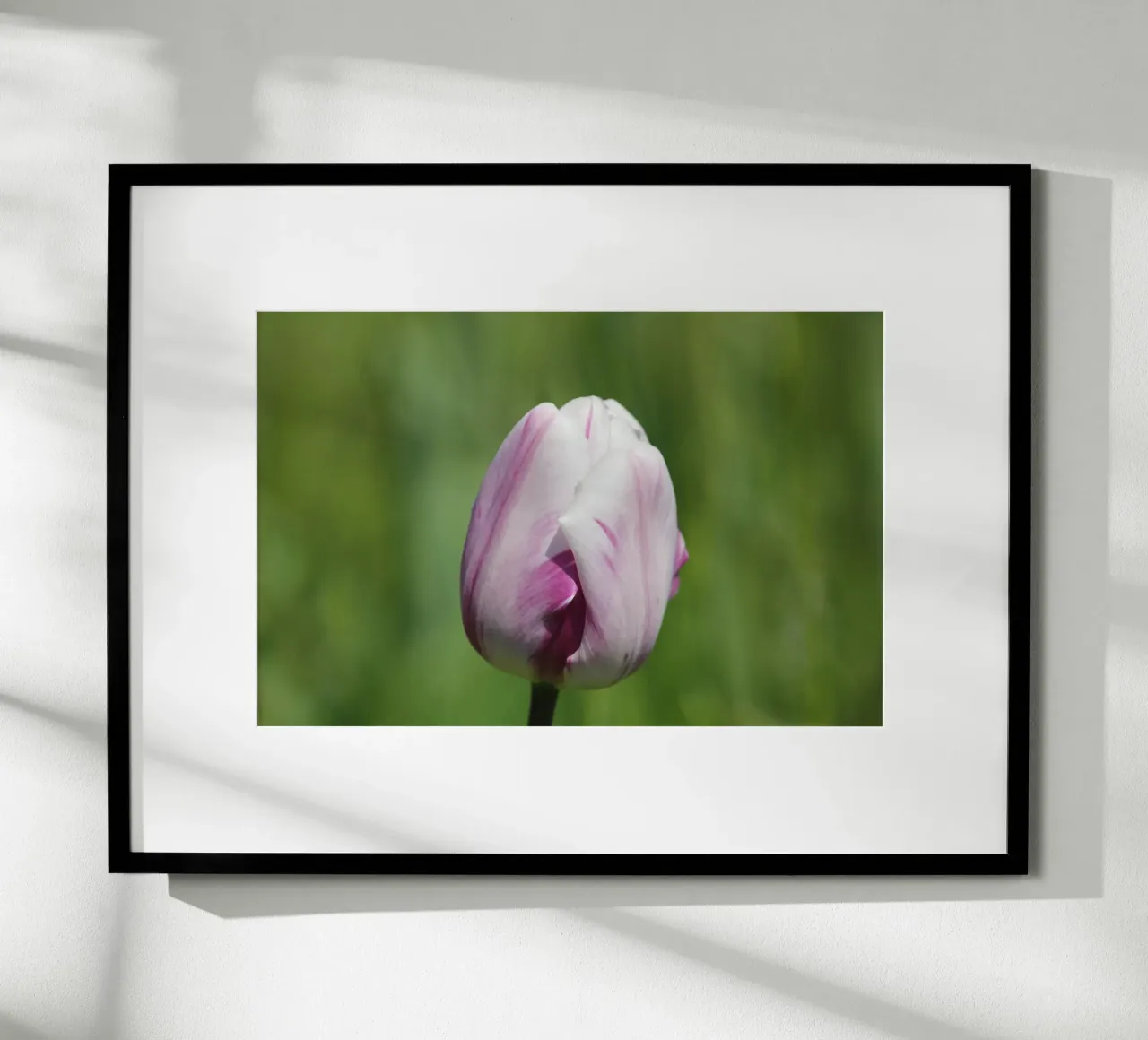 Sussurri di tulipani poster con telaio in plastica da Bold Blooms
