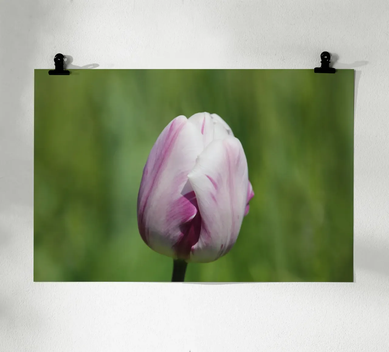 Sussurri di tulipani poster con telaio in plastica da Bold Blooms