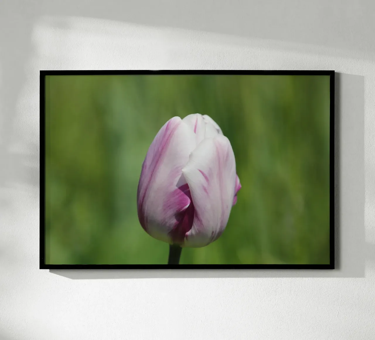 Sussurri di tulipani poster con telaio in plastica da Bold Blooms