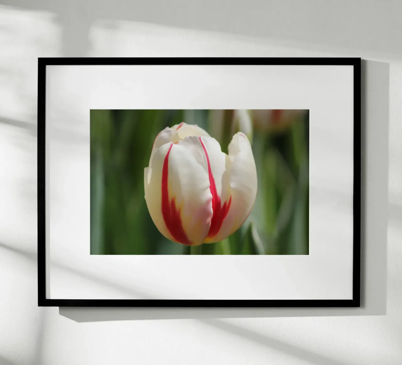 Sussurri di tulipani poster con telaio in alluminio da Bold Blooms