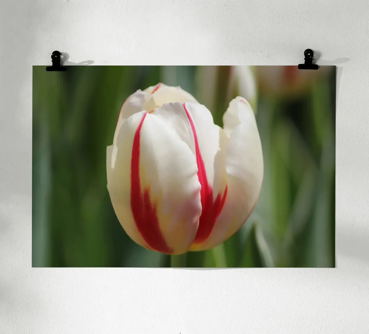 Sussurri di tulipani poster con telaio in alluminio da Bold Blooms