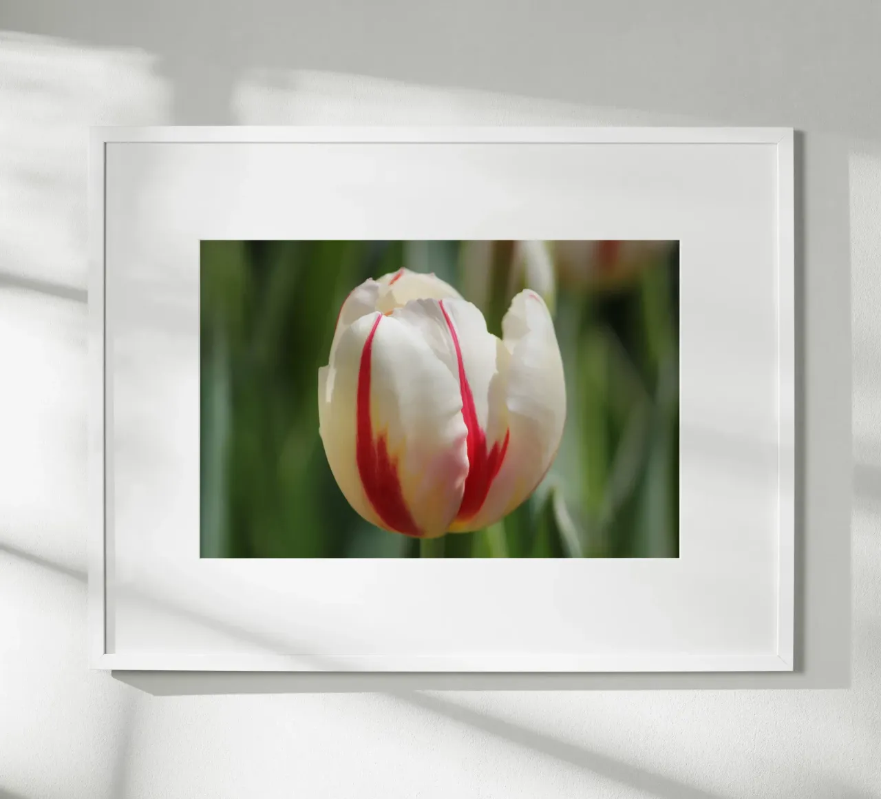 Sussurri di tulipani poster con telaio in alluminio da Bold Blooms