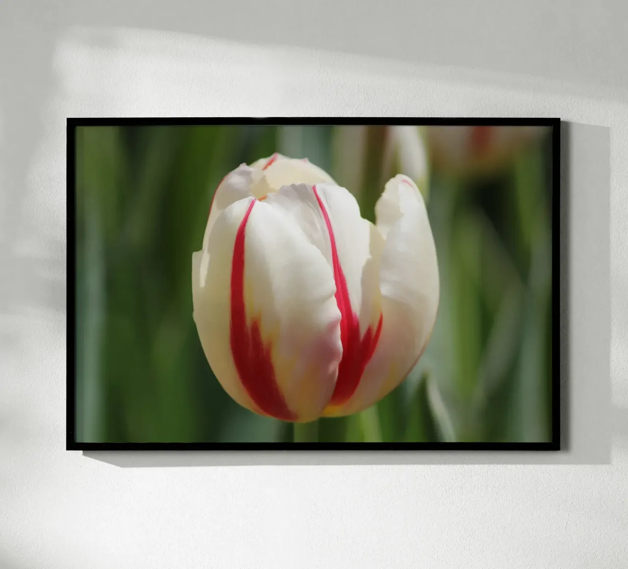 Sussurri di tulipani poster con telaio in alluminio da Bold Blooms