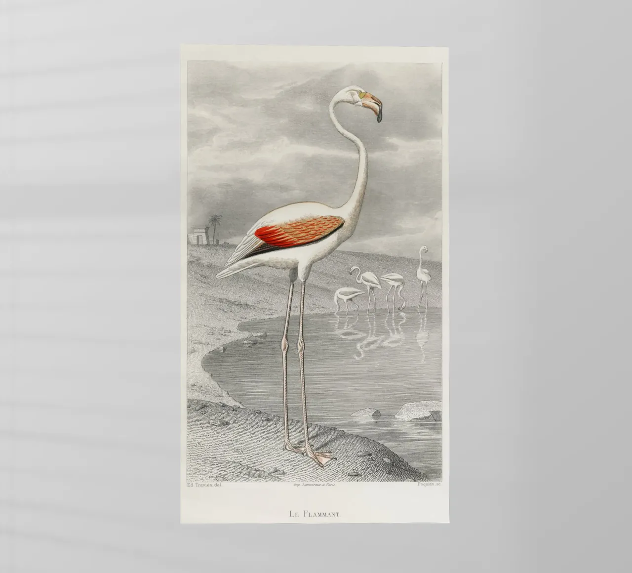 Le Flammant (Flamingo) pellicola backlit da vintageshop