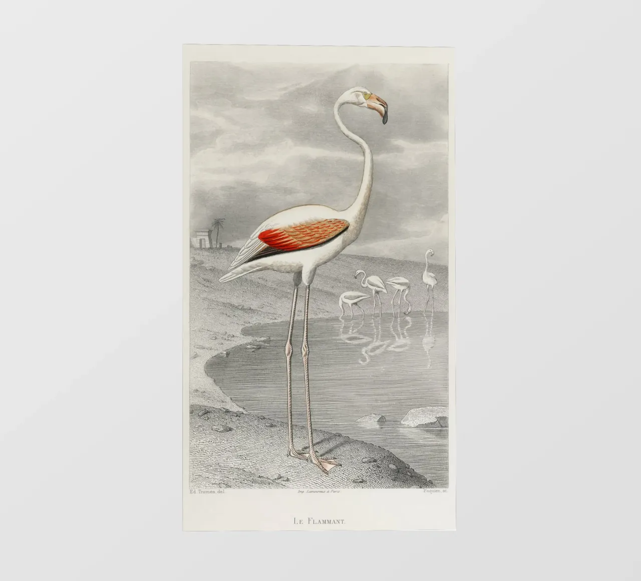 Le Flammant (Flamingo) pellicola backlit da vintageshop