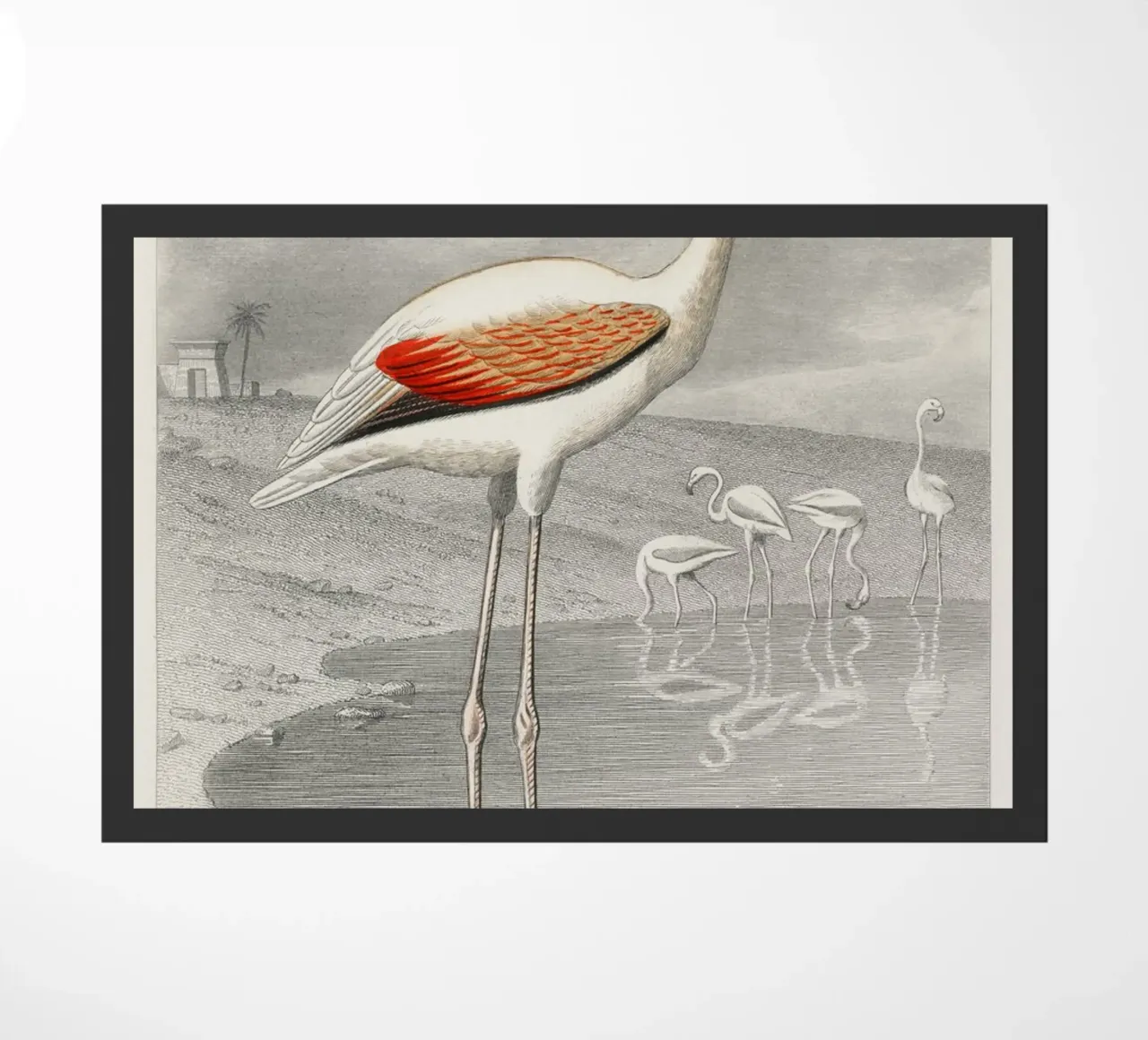 Le Flammant (Flamingo) zerbino da vintageshop
