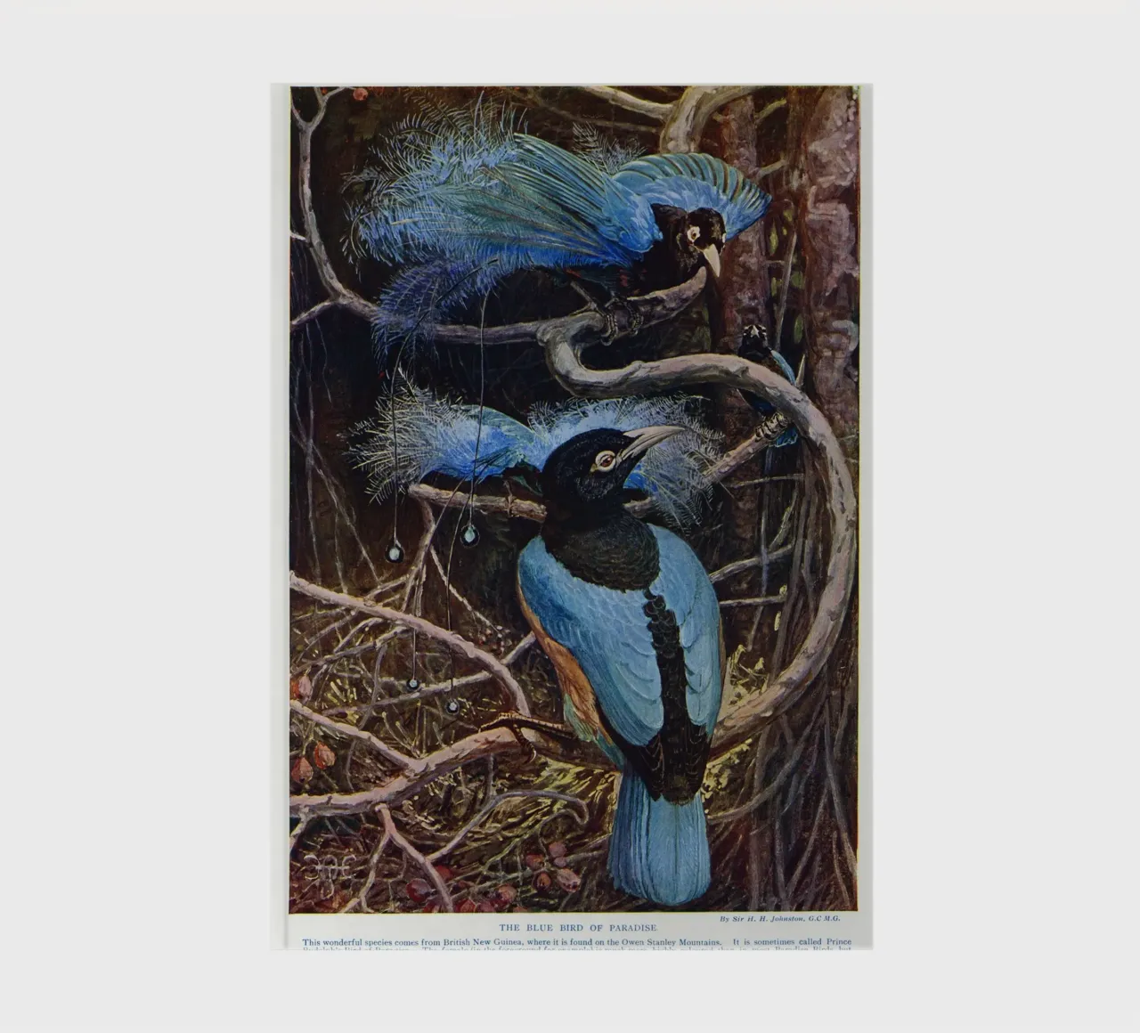 The blue bird of paradise notebook by vintageshop
