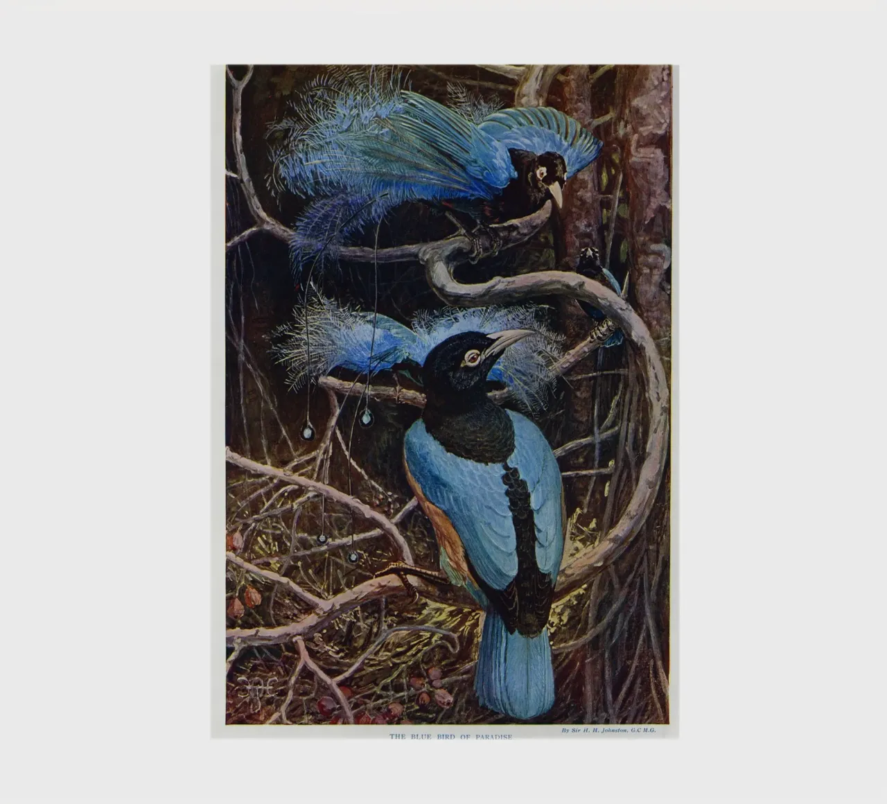 The blue bird of paradise notebook by vintageshop