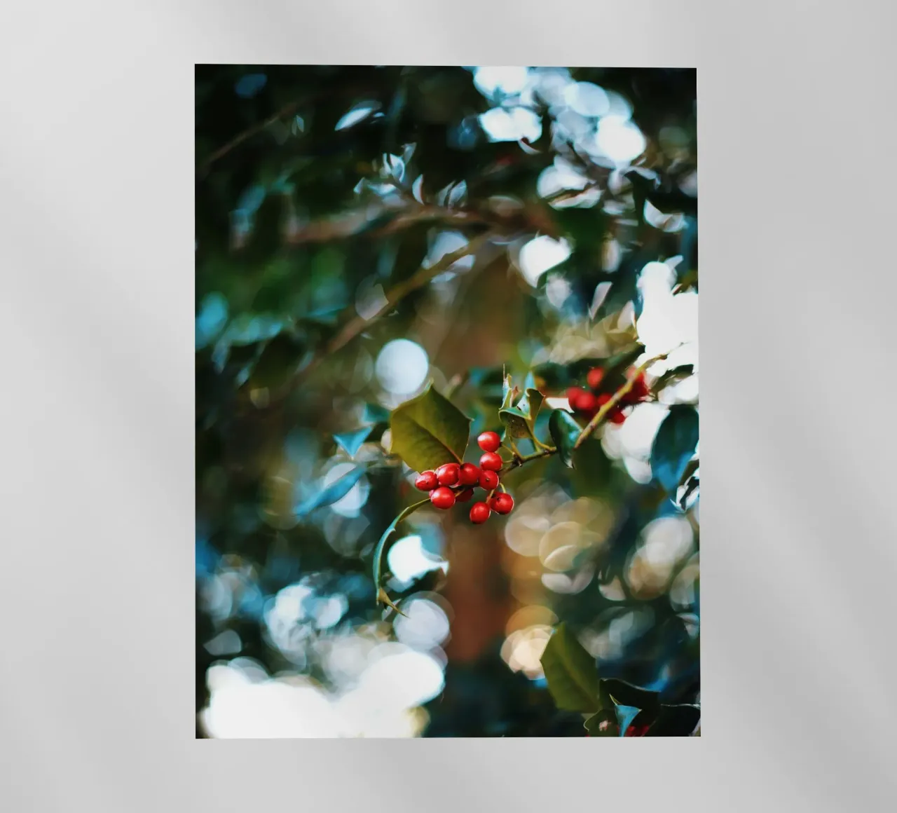 bacche rosse foglie di agrifoglio pellicola backlit da Earthly Visions