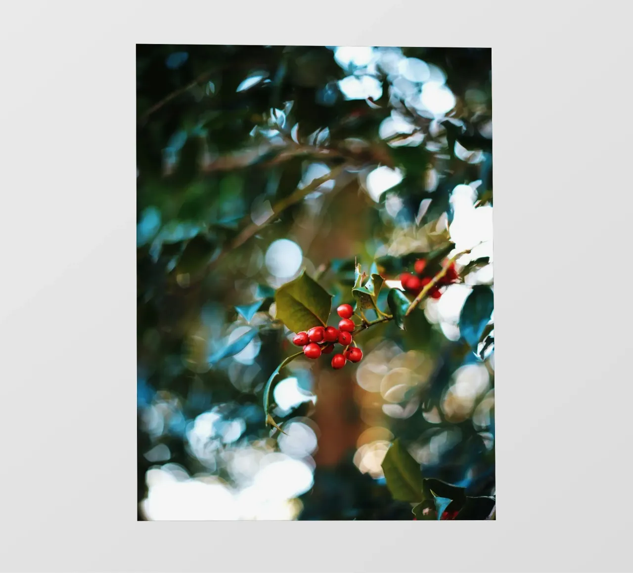 bacche rosse foglie di agrifoglio pellicola backlit da Earthly Visions