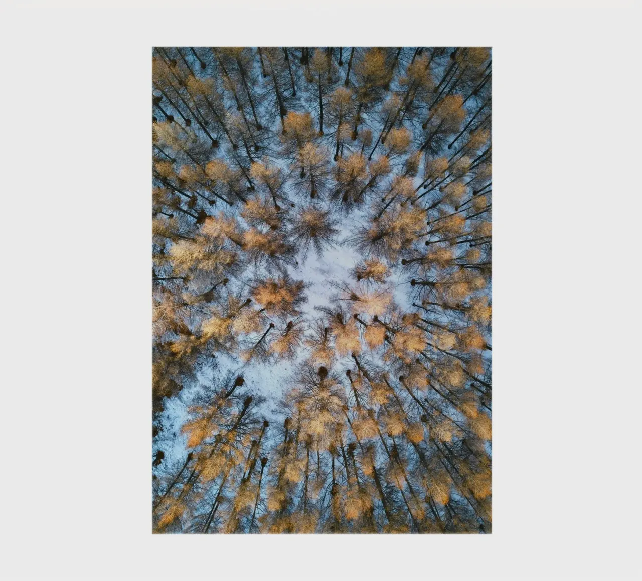 vue aérienne forêt carnet de notes de Earthly Visions