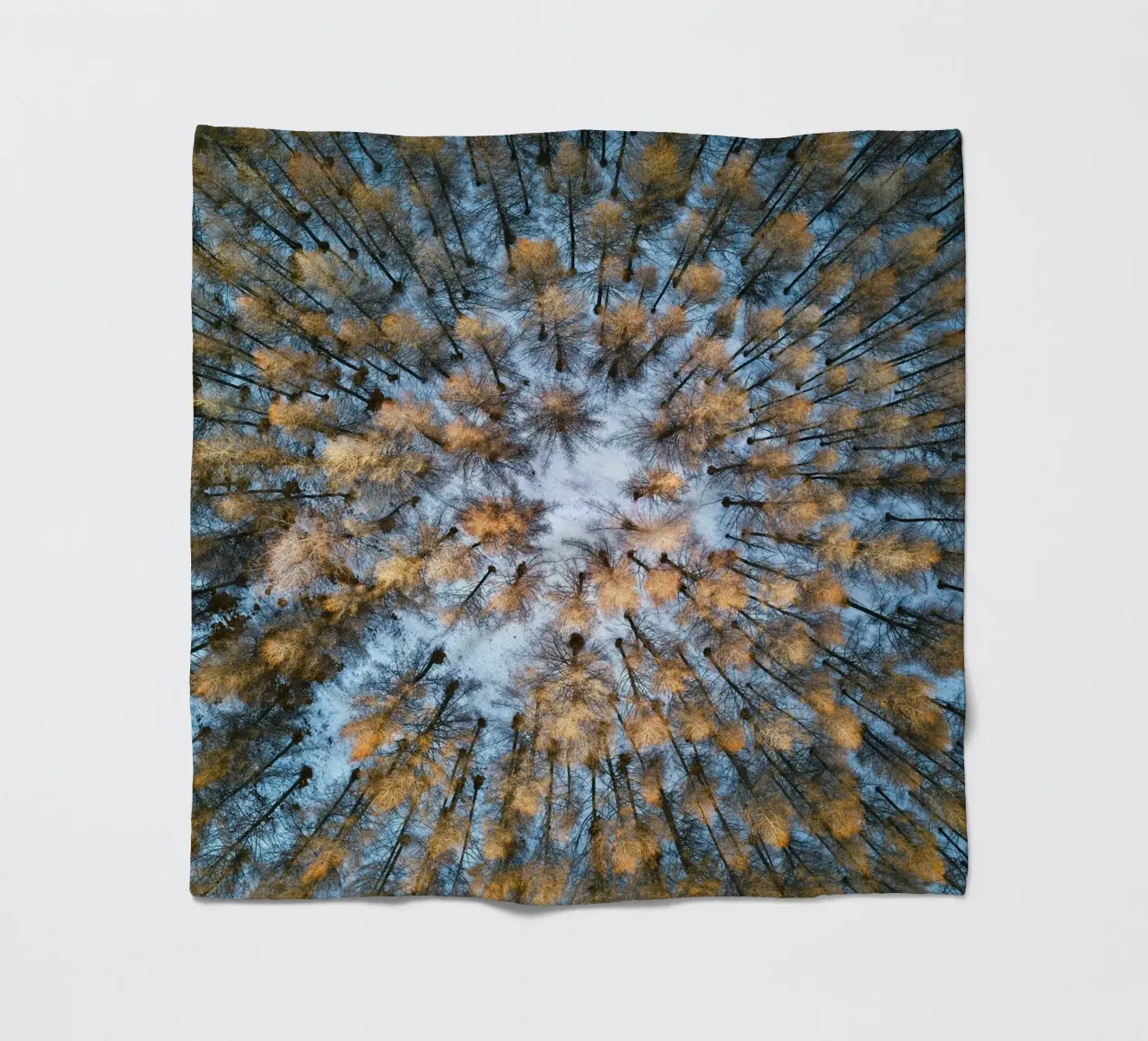 vista aerea foresta coperta in pile da Earthly Visions