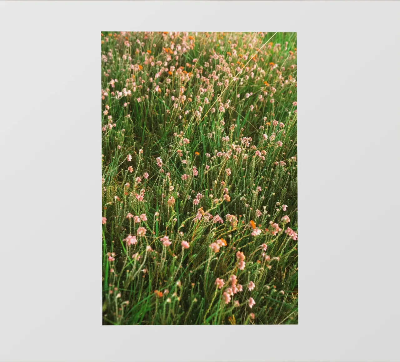 flowers grass photo wallpaper by Earthly Visions