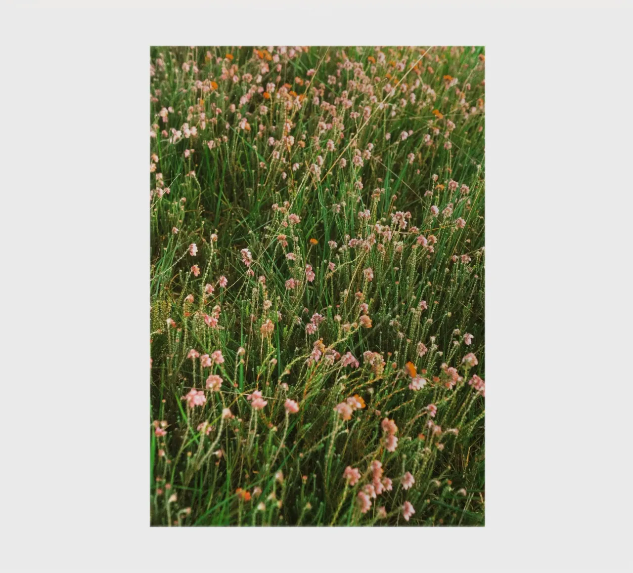 fiori erba diario da Earthly Visions