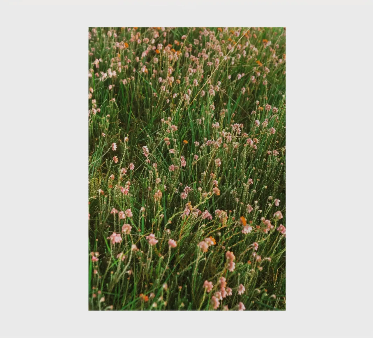 fiori erba diario da Earthly Visions