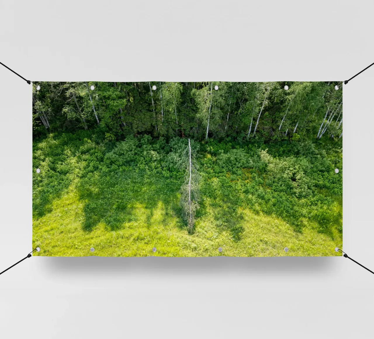 Betulla argentata caduta telo in pvc da anderm