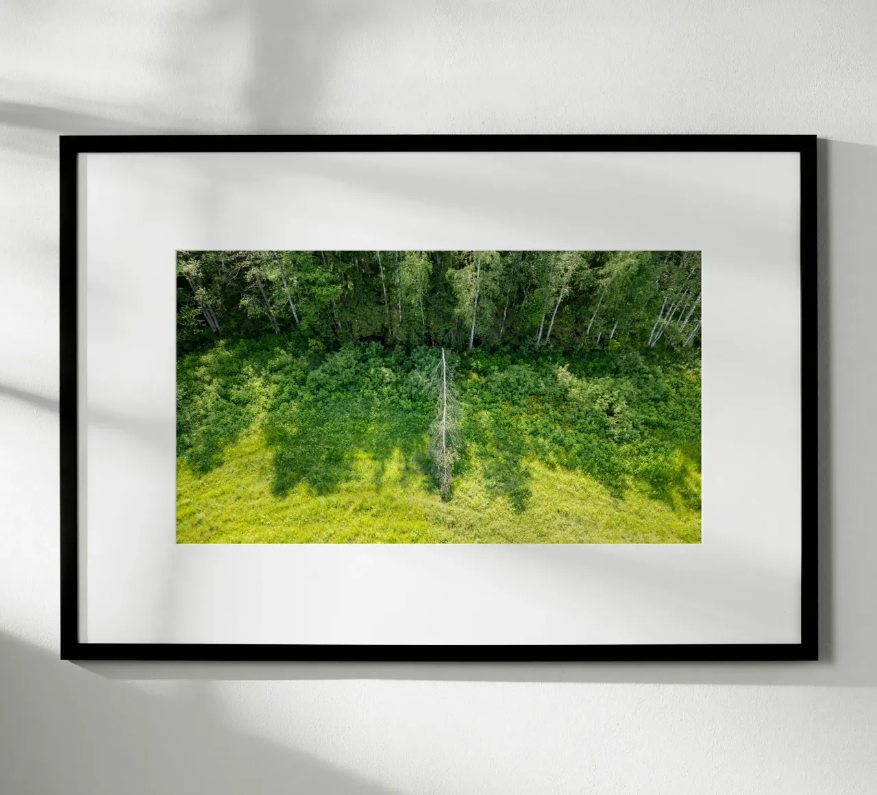 Gefällte Weißbirke Poster von anderm