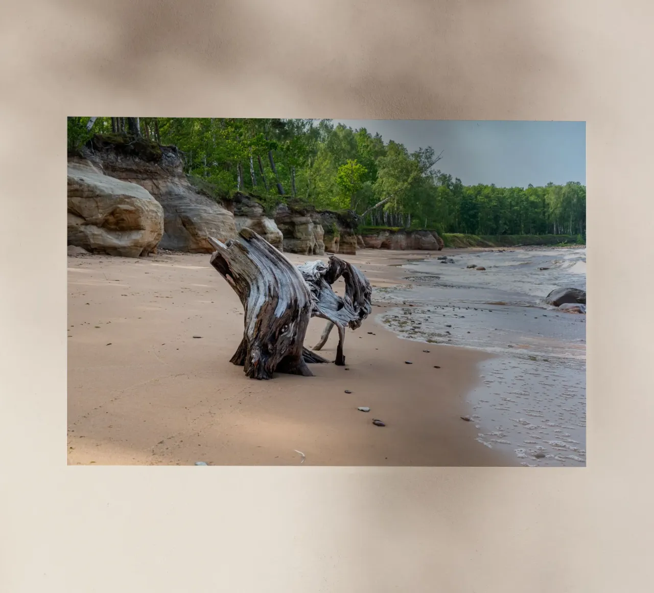 Tronco d'albero in riva al mare pellicola backlit da anderm