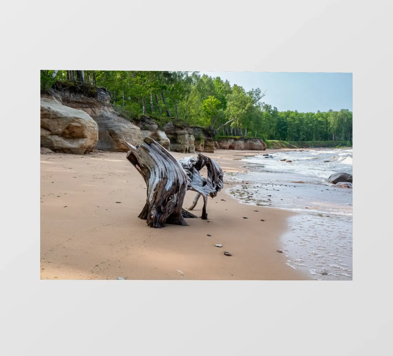 Tronco d'albero in riva al mare pellicola backlit da anderm