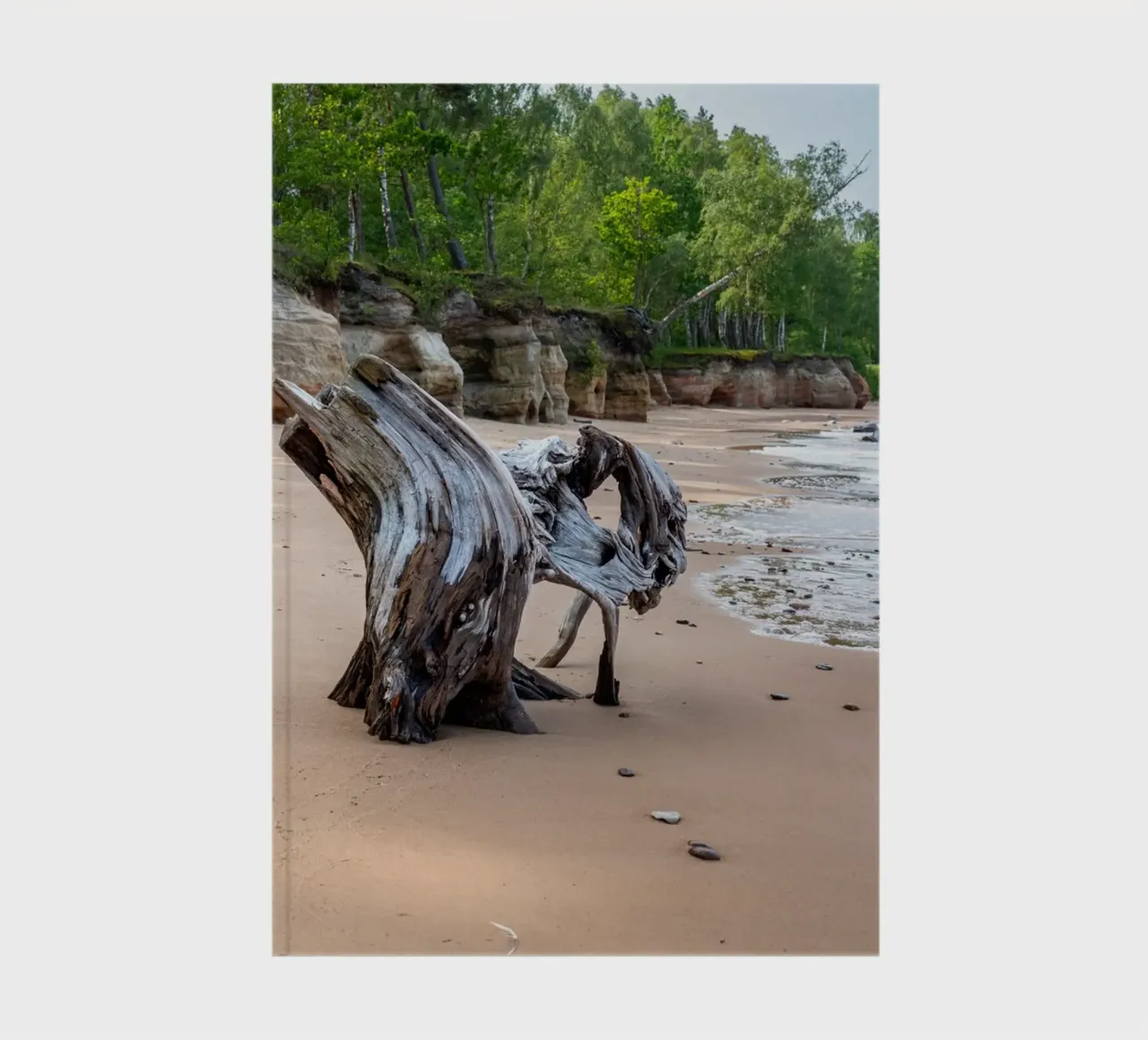 Tree log at sea shore notebook by anderm