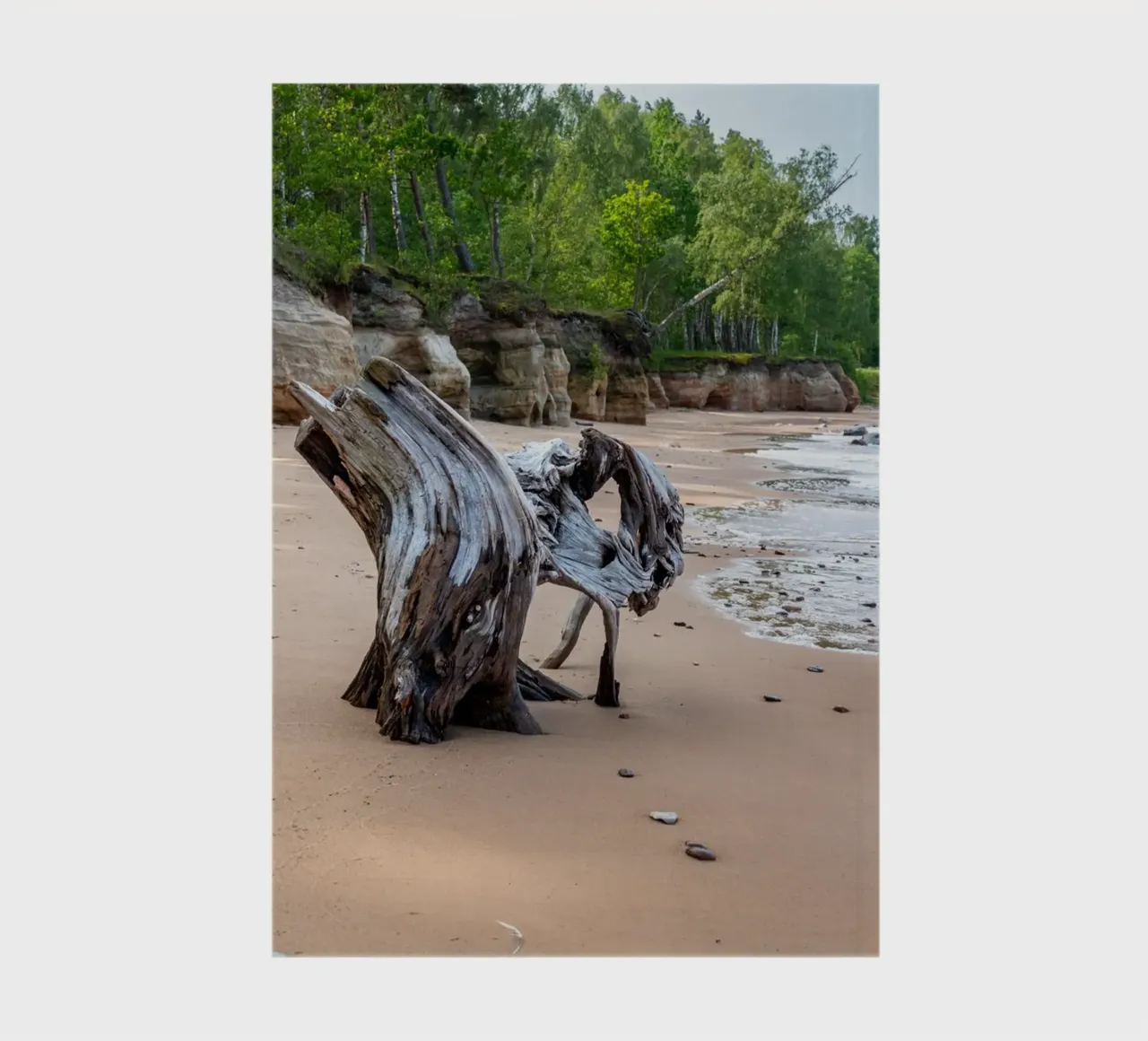 Tree log at sea shore notebook by anderm